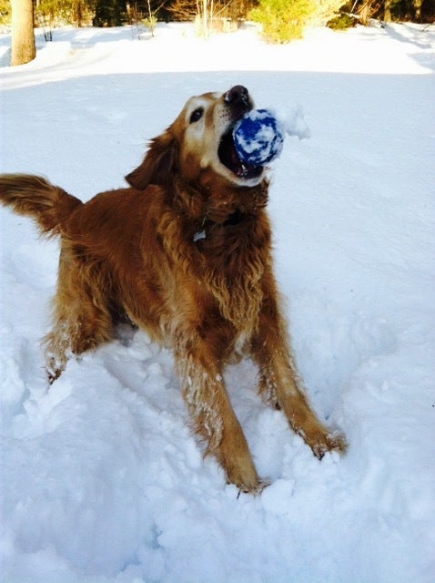 SKI_powderhounds_wme_5 None