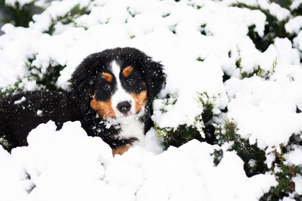 SKI_powderhounds_wme_7 None