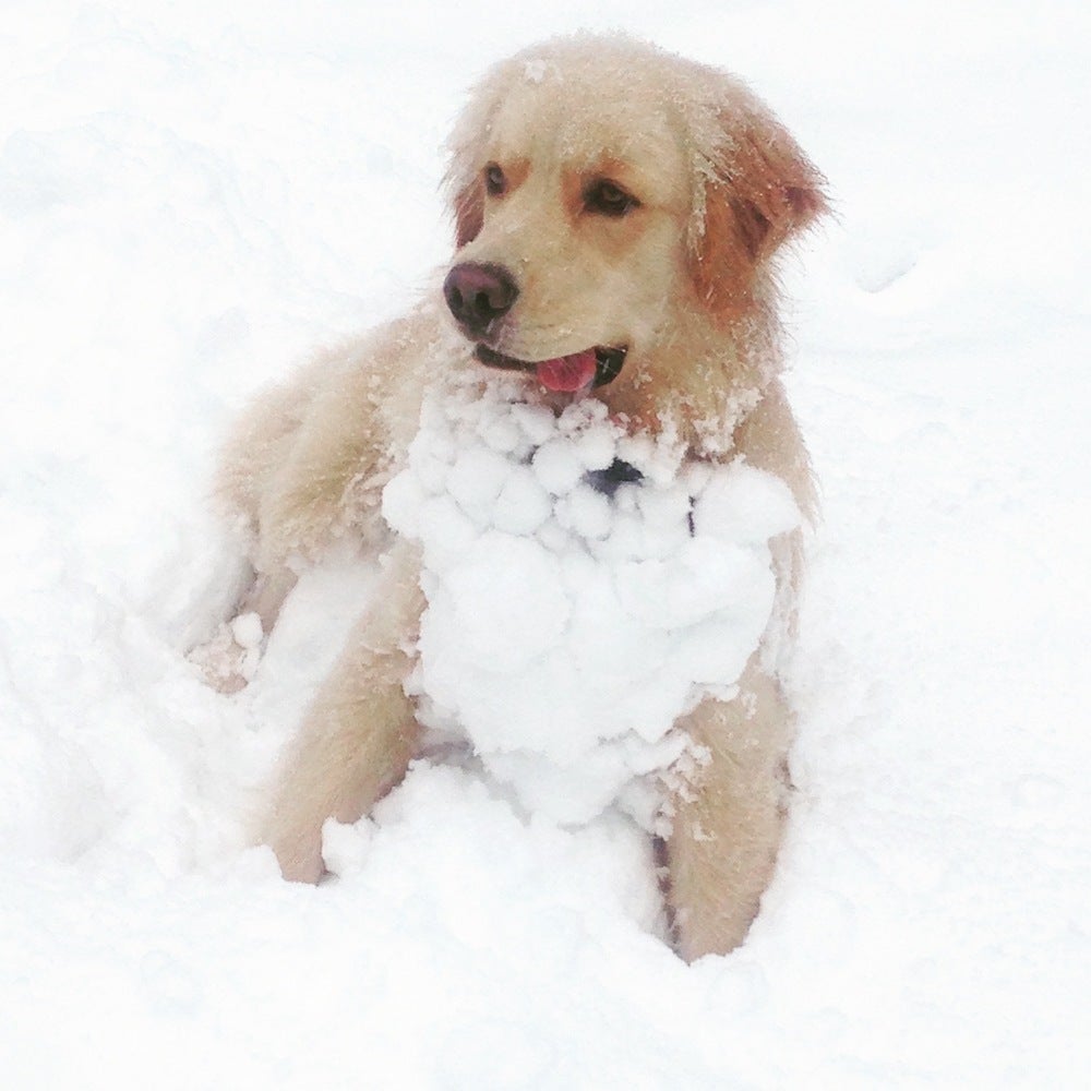 SKI_powderhounds_wme_8 None