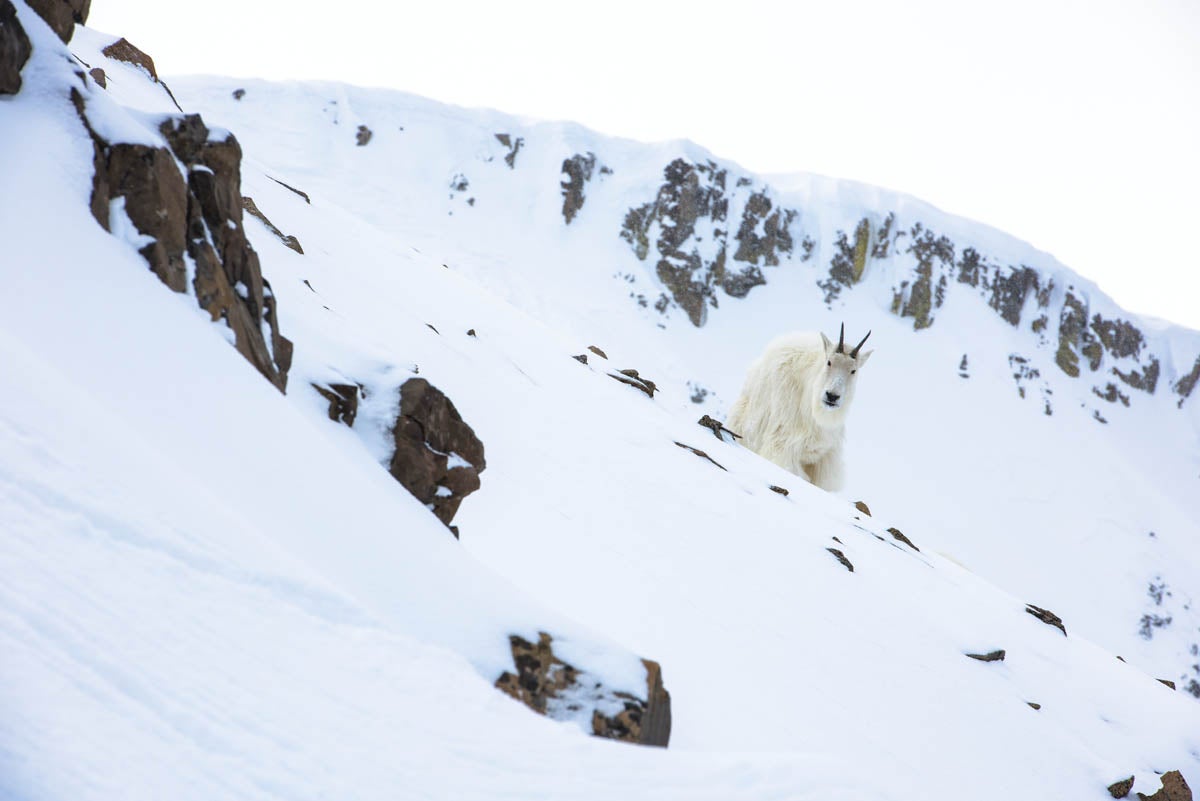 SKI1217_BigSky_3281 americas alp mountain goat